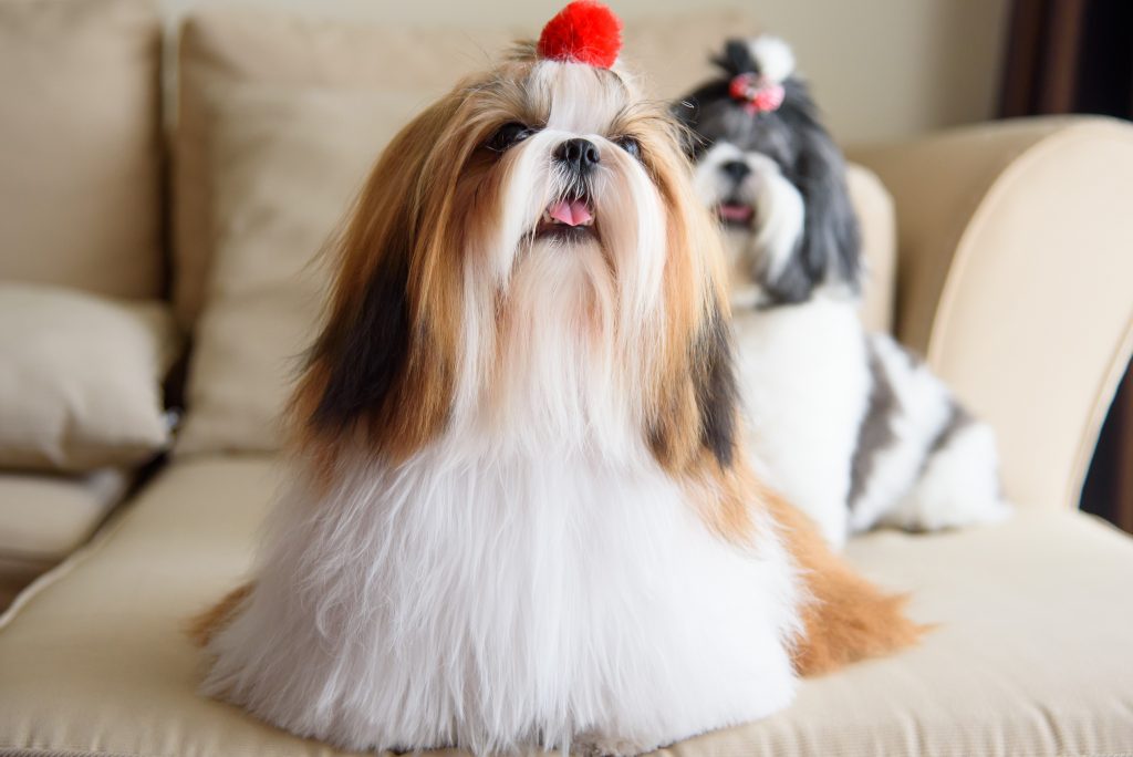 Rinse Keratina.Tu AMiGo PeLuDo te lo agradecerá🐶😺
